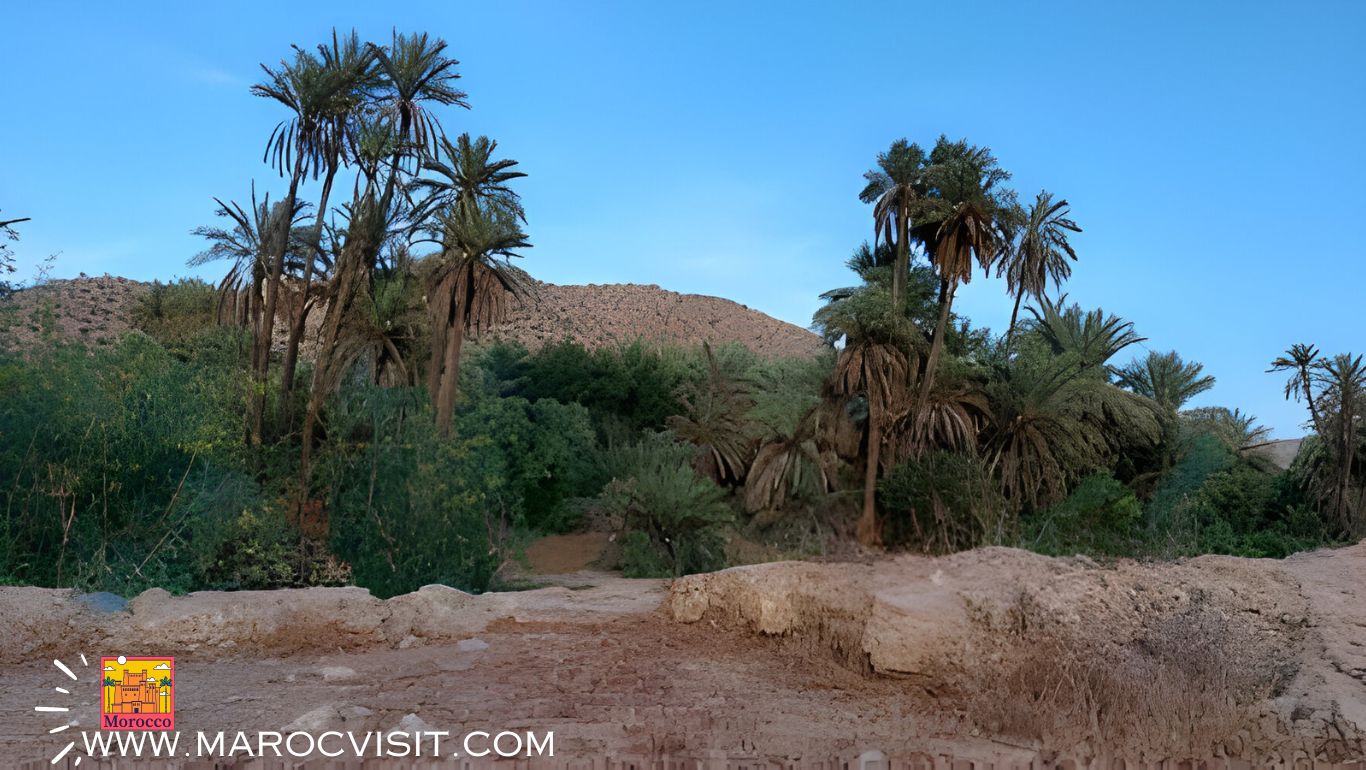 Lire la suite à propos de l’article Découvrez l’Oasis de Tioute : Un Écrin de Verdure au Cœur du Sud Marocain